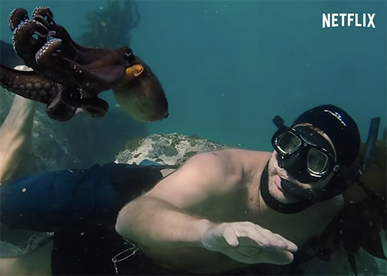 Documentaries To Binge Watch on Netflix My Octopus Teacher