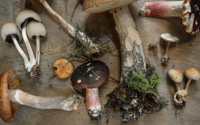 Magically Healthy Mushrooms For your Wellbeing